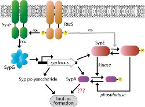 Biofilm formation diagram