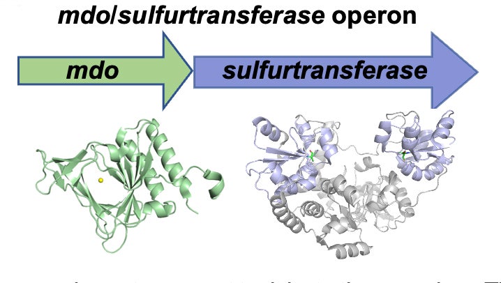 sulphurtransferase diagram